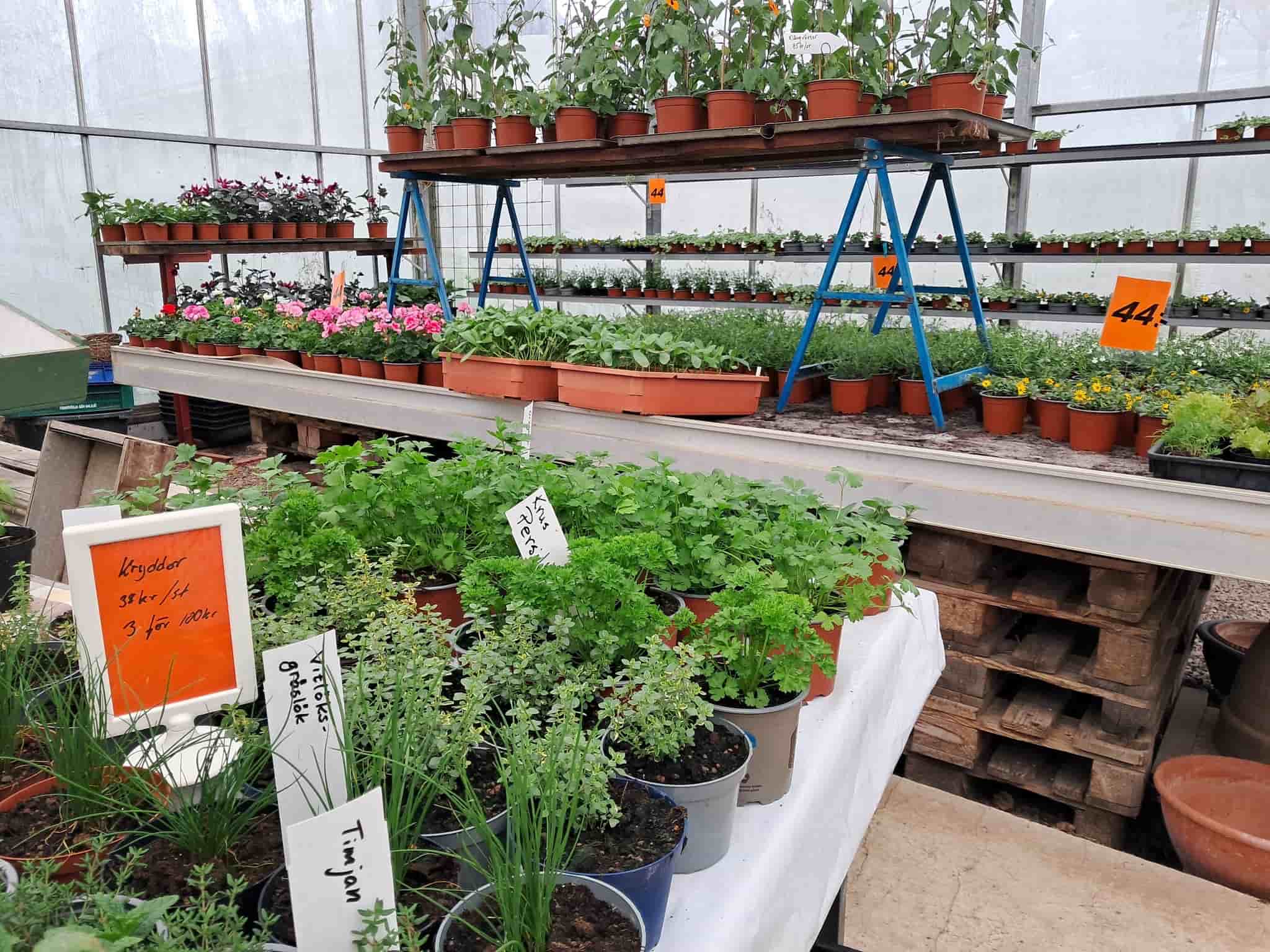 Närbild på växter